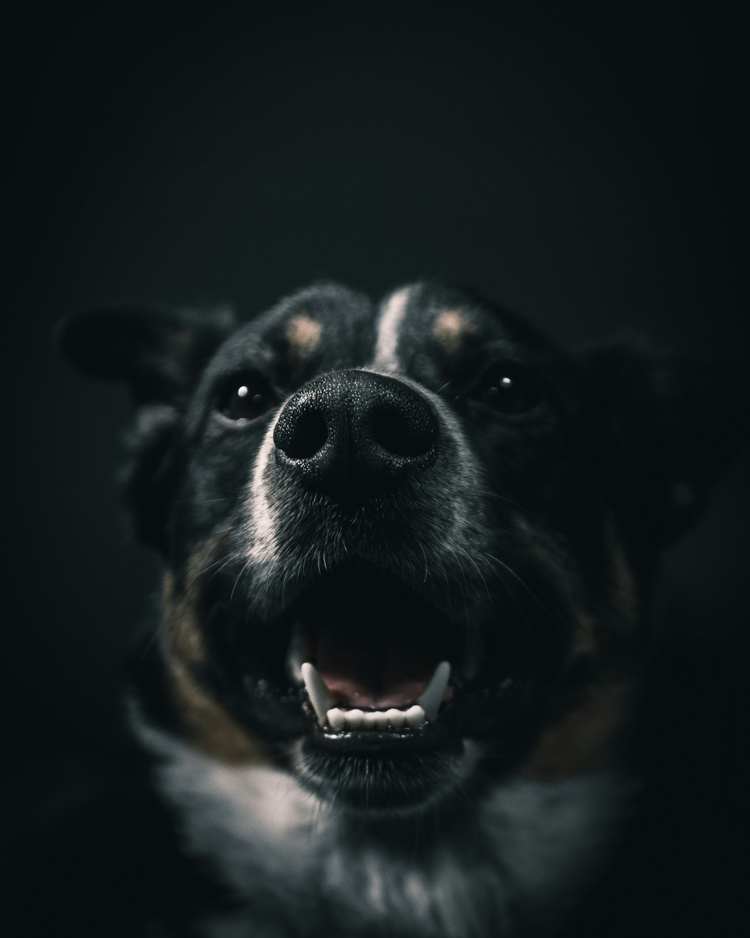 Why Venice is Perfect for Stunning Dog Photography